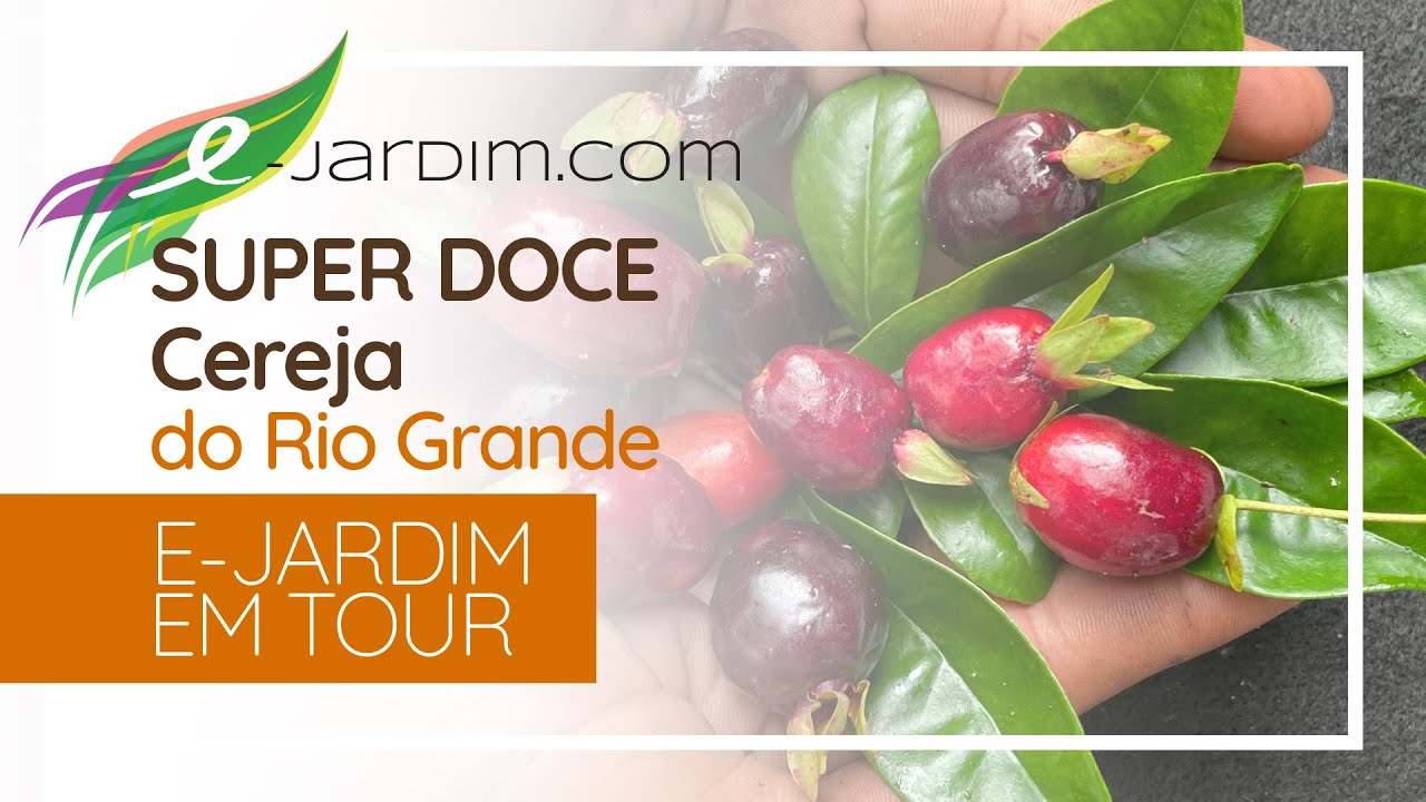 Coleção Vilela - SUPER DOCE Cereja do Rio Grande!