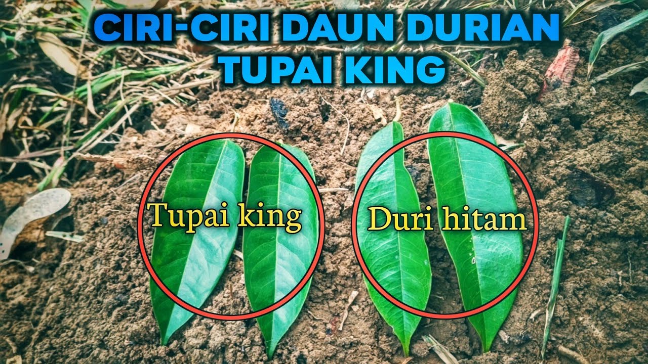 CIRI CIRI DAUN DURIAN TUPAI KING