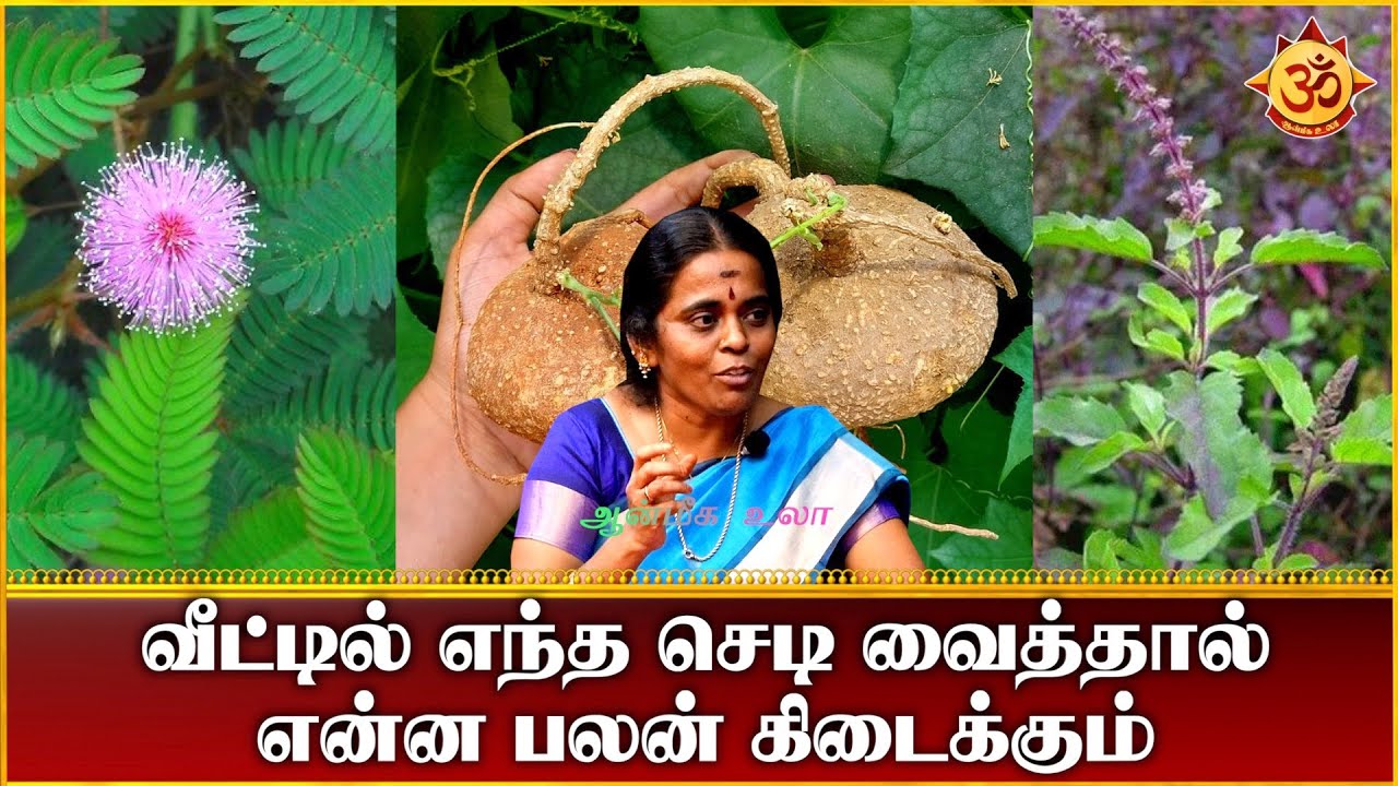 எந்த செடி வைத்தால் என்ன பலன் கிடைக்கும் I Aanmiga Ula