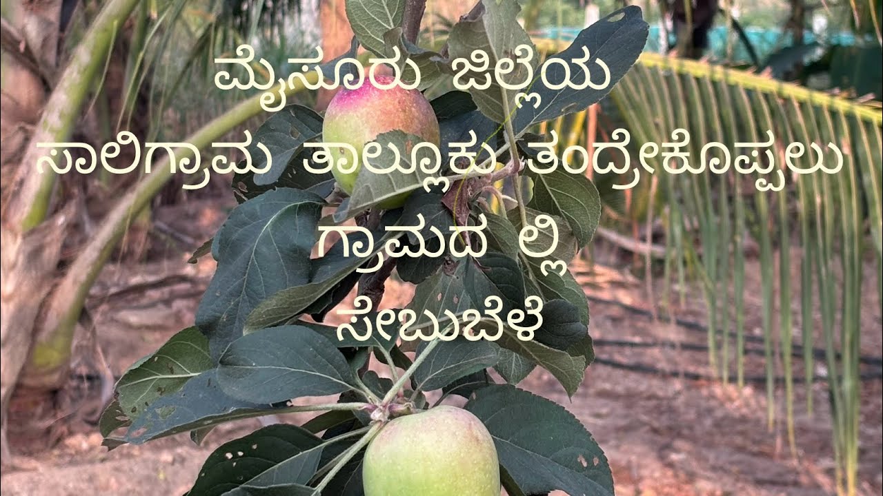 ರಂಗಭೂಮಿ ಕಲಾವಿದರಿಂದ ಸೇಬು (ಆಪಲ್ )ಬೆಳೆ 
