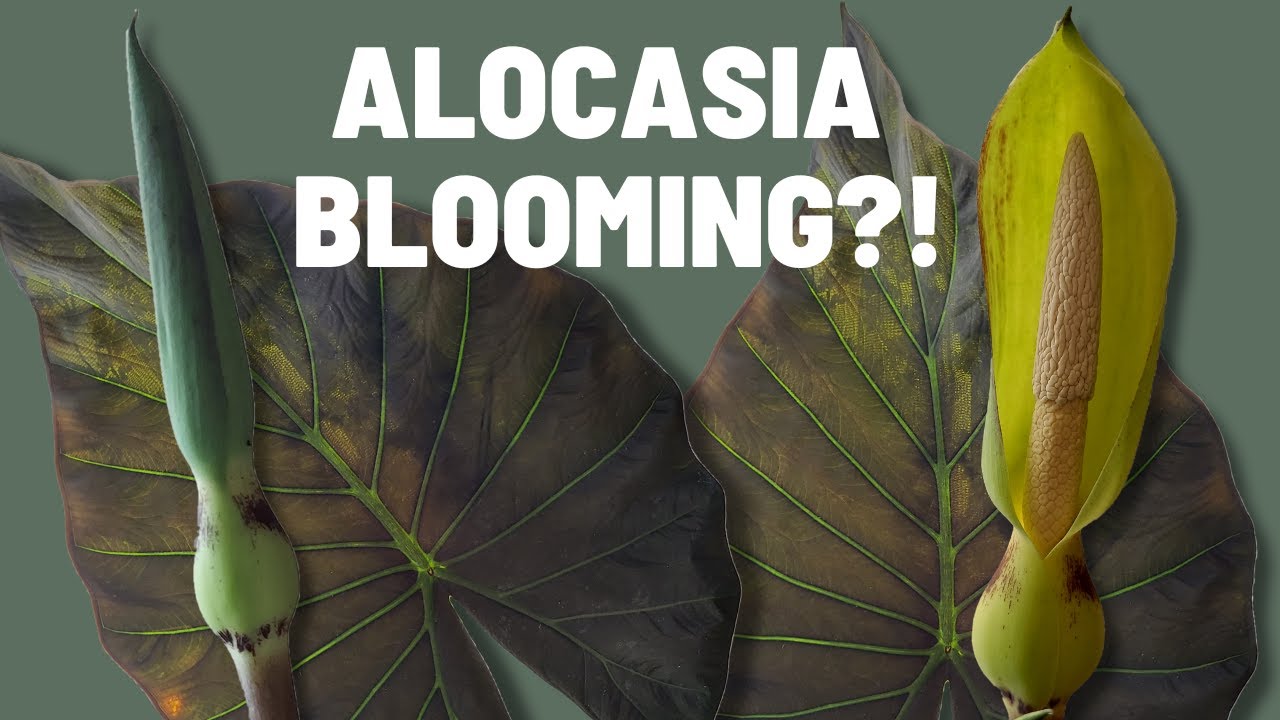 Как выглядит цветок «Слоновье ухо»? | Морфология соцветия ароидных (Araceae)