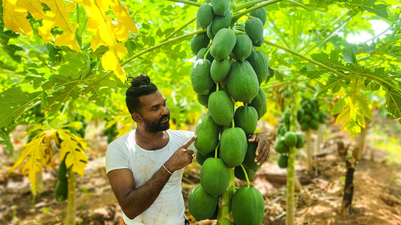 PAPAYA! Noodles Recipe Village style | Village Cooking Videos - Traditional Village Recipes 😋💚