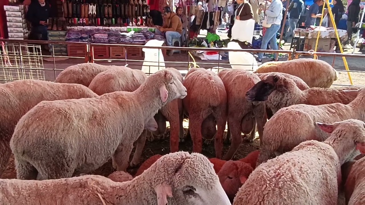 Tianguis de ganado Chalco estado de México 