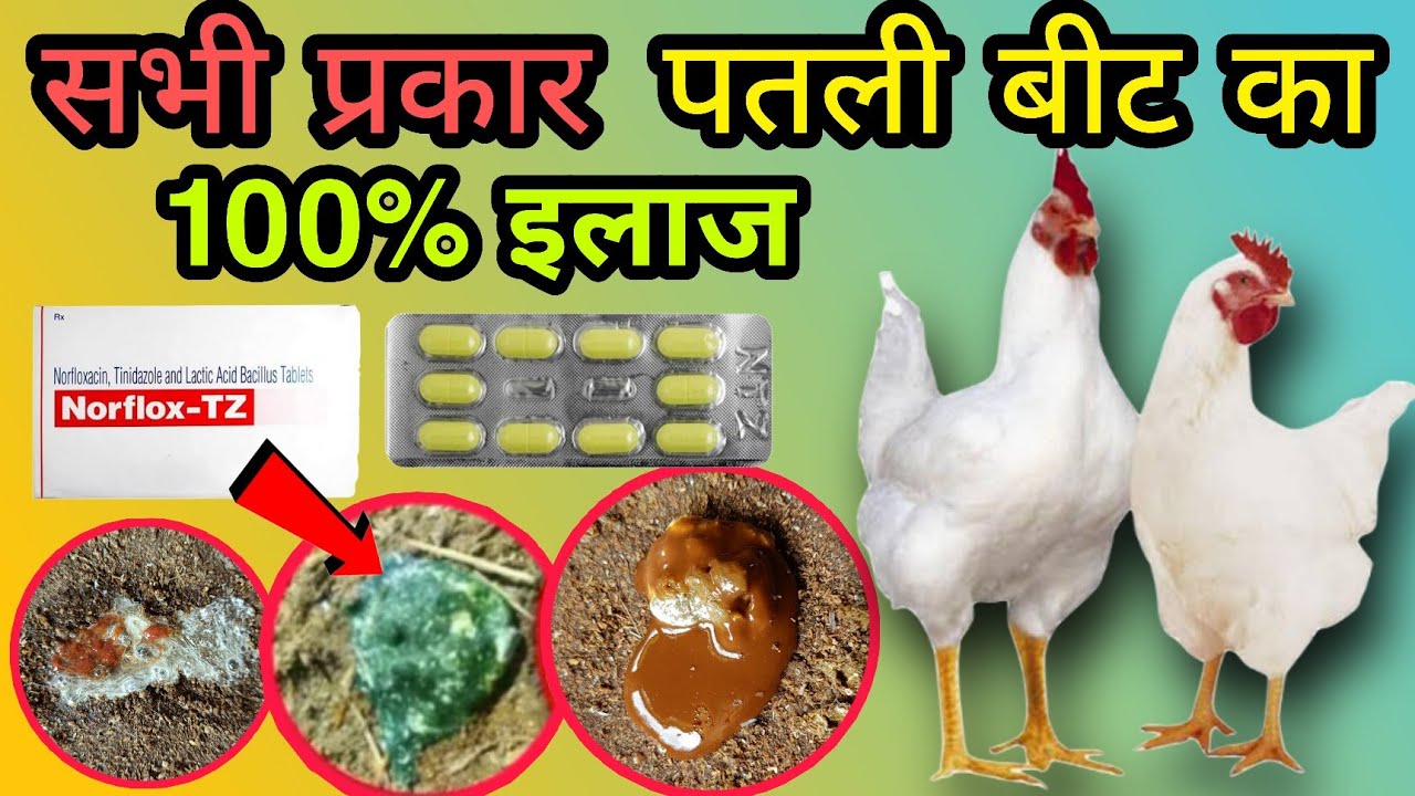 मुर्गी में लाल, सफ़ेद पतली बीट | Feed Drop 100% Treatment | Broiler Poultry Farming Business help