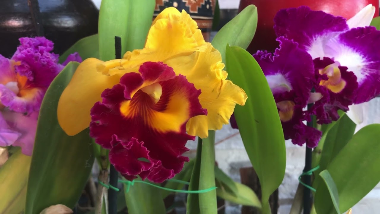 Orquídeas Cattleyas, si te gustan, te enseño a cuidarlas 😀🪴✅😍