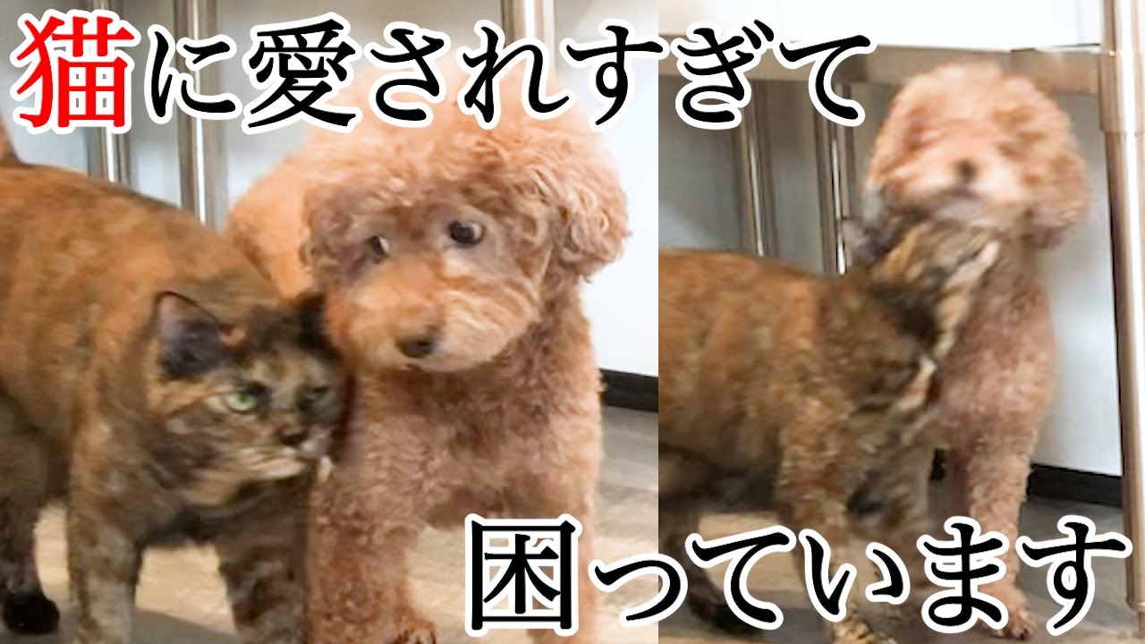 サビ猫に愛されすぎて困っているワンコの日常
