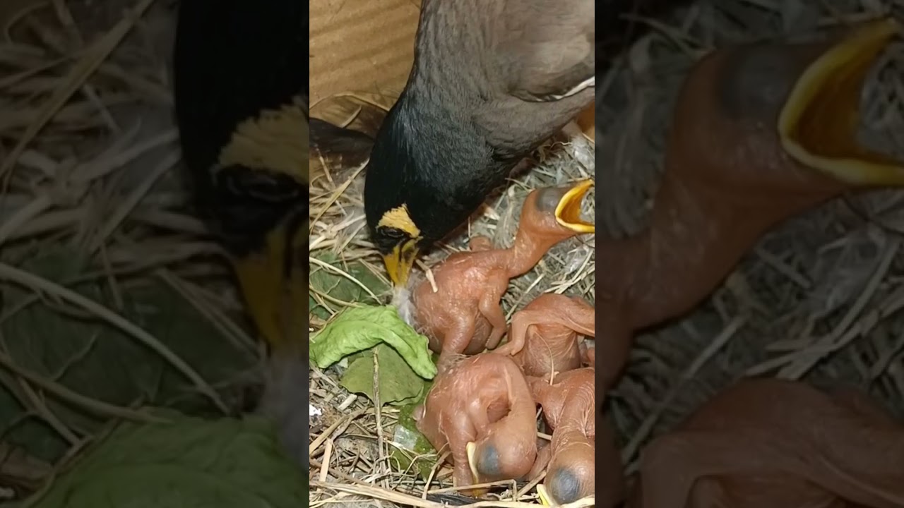 Unexpected Lift: Myna Bird Picks Up Baby While Preening Feathers #short #ytshortsvideo #viralvideo