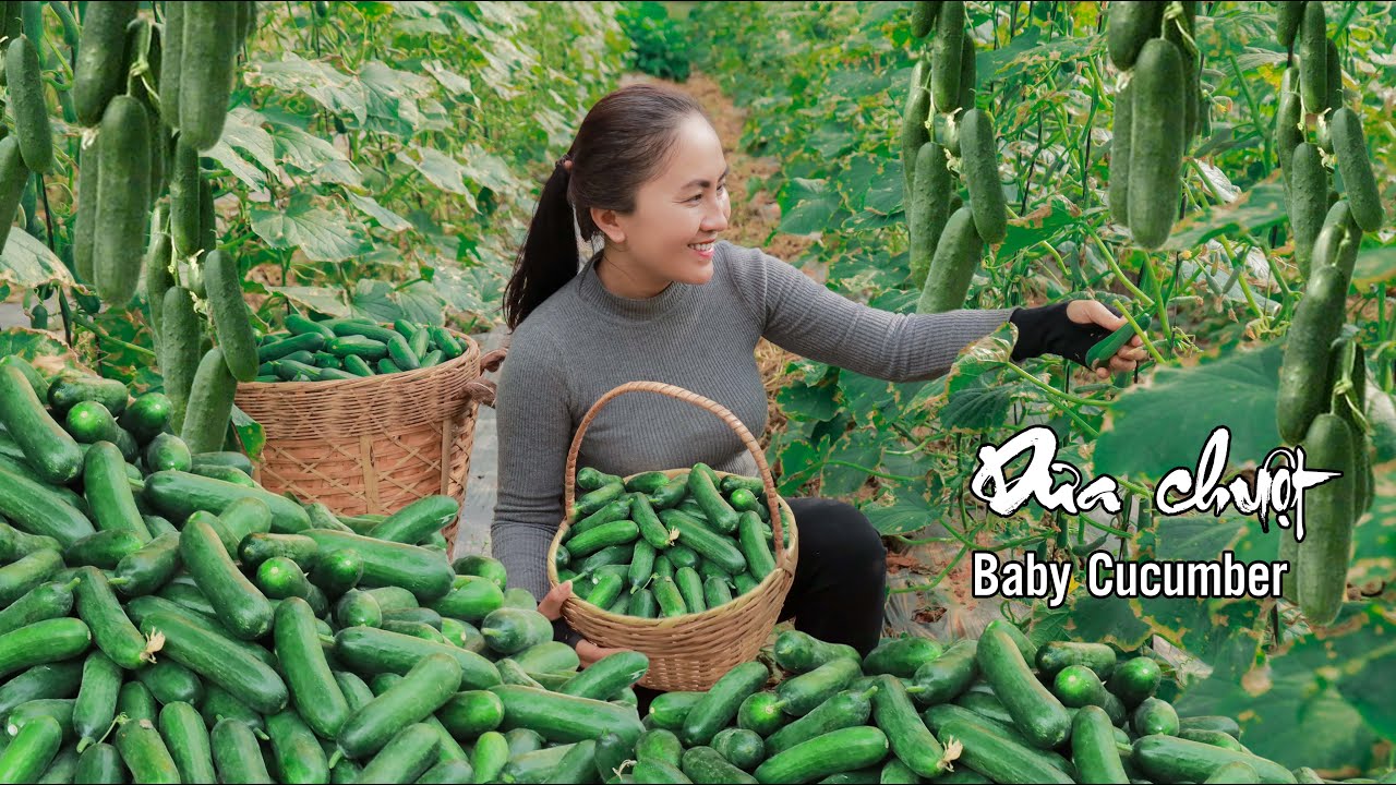 Harvesting Baby Cucumber and goes to the market sell, countryside life | Emma Daily Life