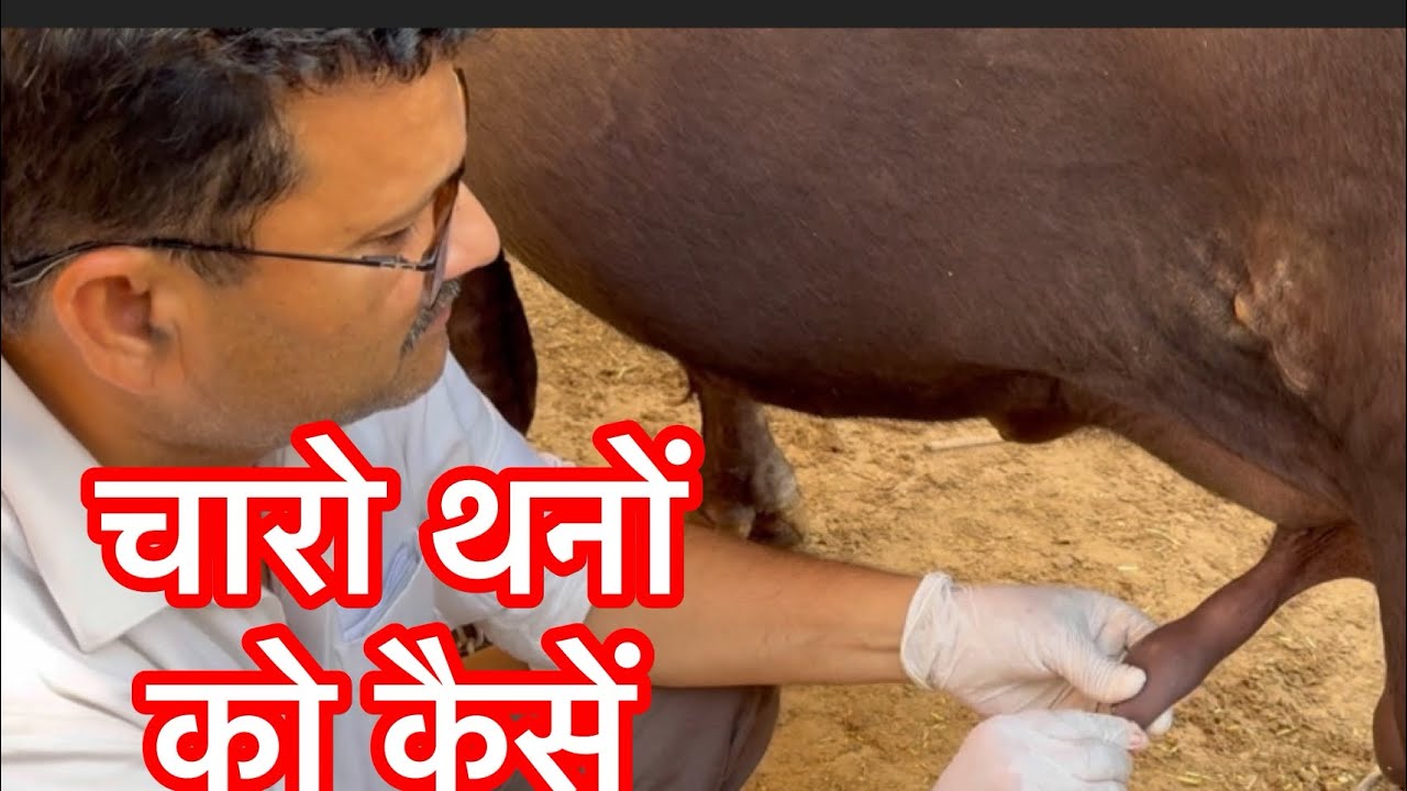 Teat Obstruction l Teat fibrosis l Teat spider l dr Umar khan