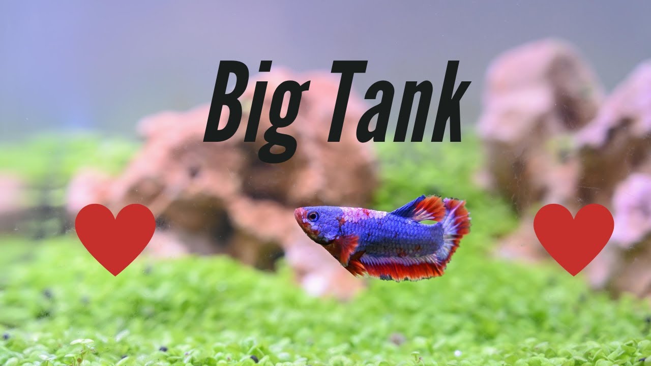 Do Betta Fish Like Big Tanks?