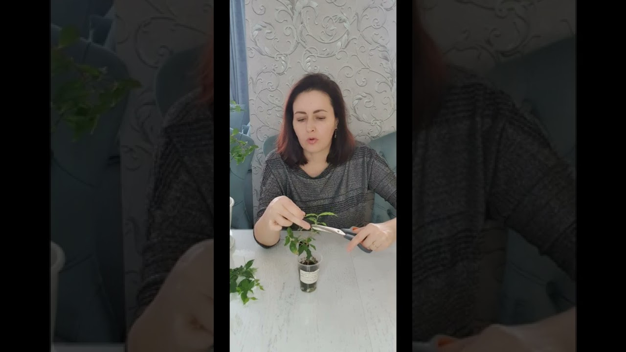 Формирующая обрезка Мальпигии Глабра (Ацерола нана) и граната карликового Нана . 15.02.2022