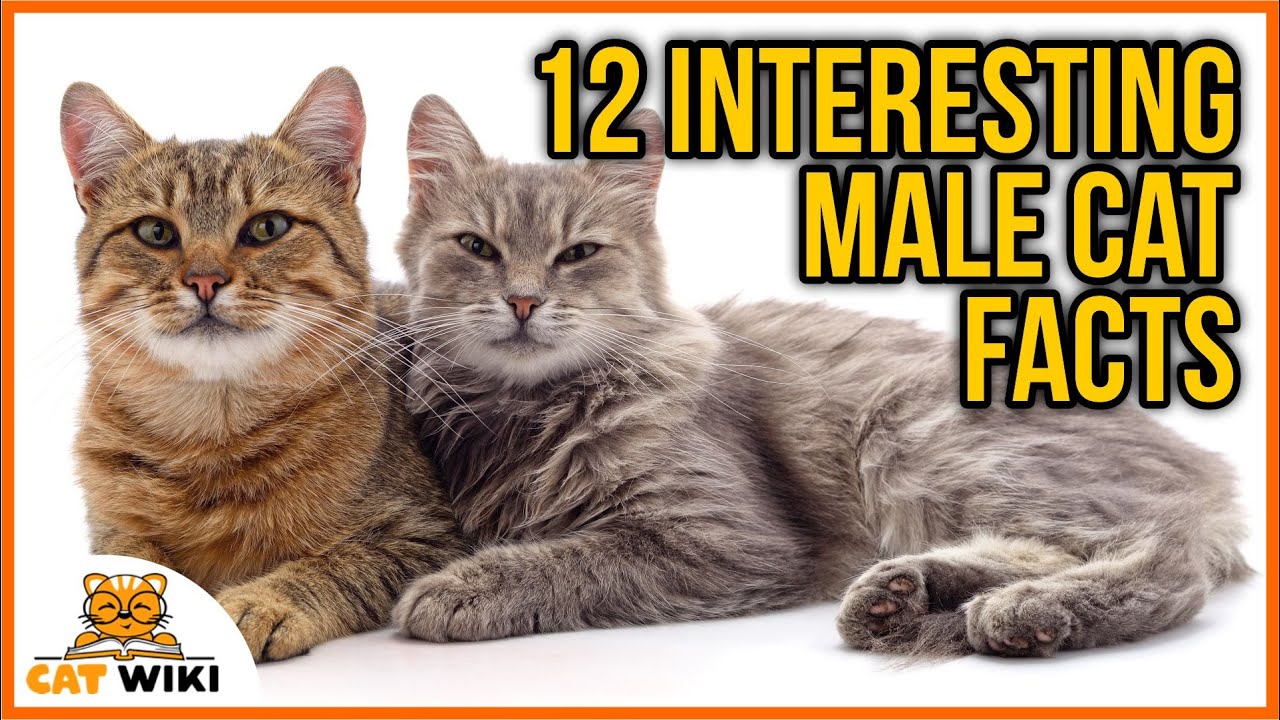 12 Interesting Male Cat Facts