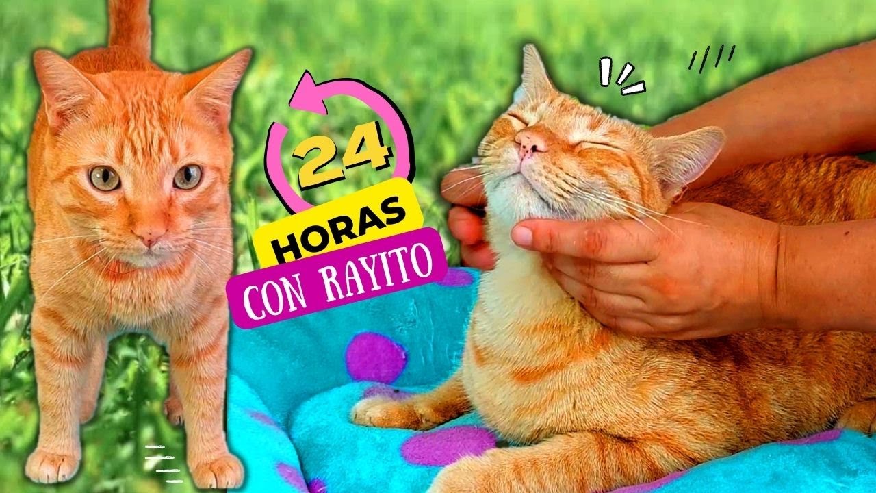 24 HORAS: Día completo con mi Gatol! COMPETENCIA de comida!, SPA Masaje! Hago TikTok!