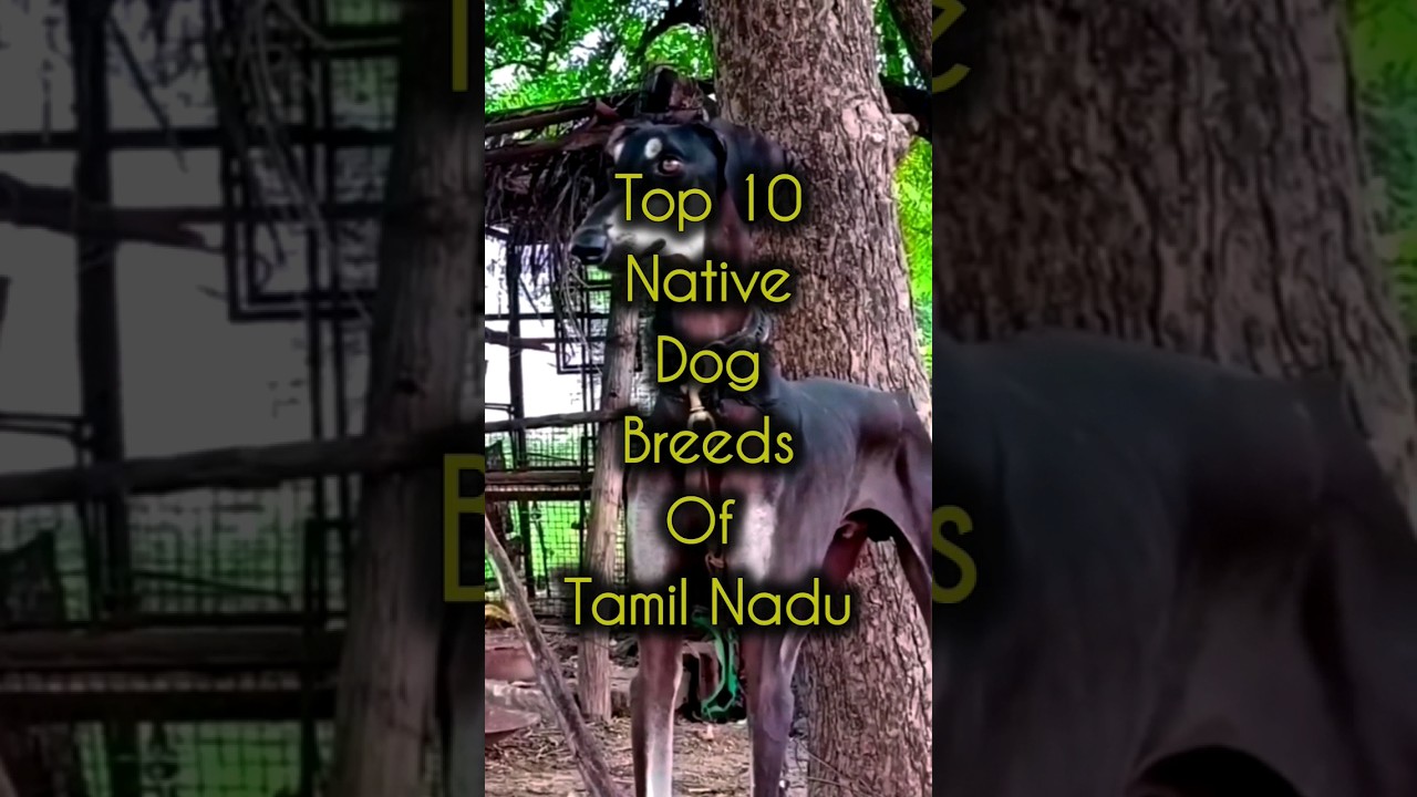 Top 10 native dog breeds of Tamilnadu 🐕 #shorts #dog #kanni #chippiparai #rajapalayam #kombai