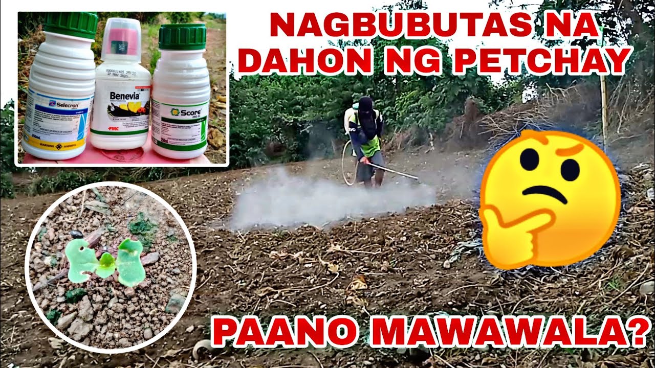 BUTAS SA DAHON NG PETCHAY,PAANO MAWAWALA||PAVITO