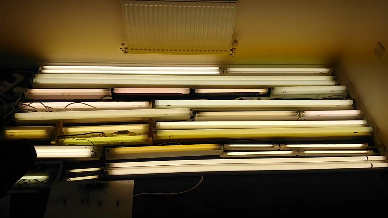 Mass Start Up of 31 Fluorescent Tubes