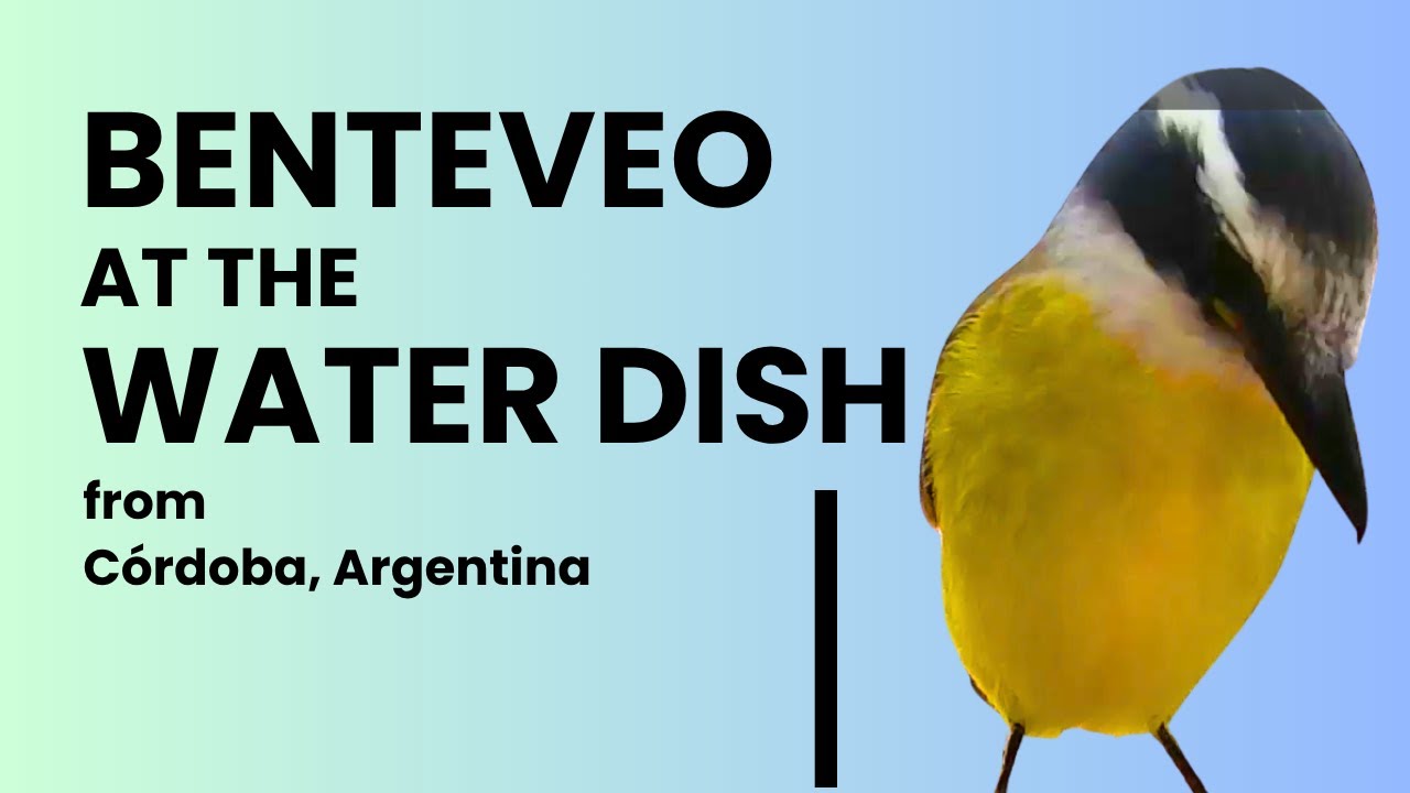 Great Kiskadee (Benteveo) Drinking Water | Backyard Birdwatching in Argentina