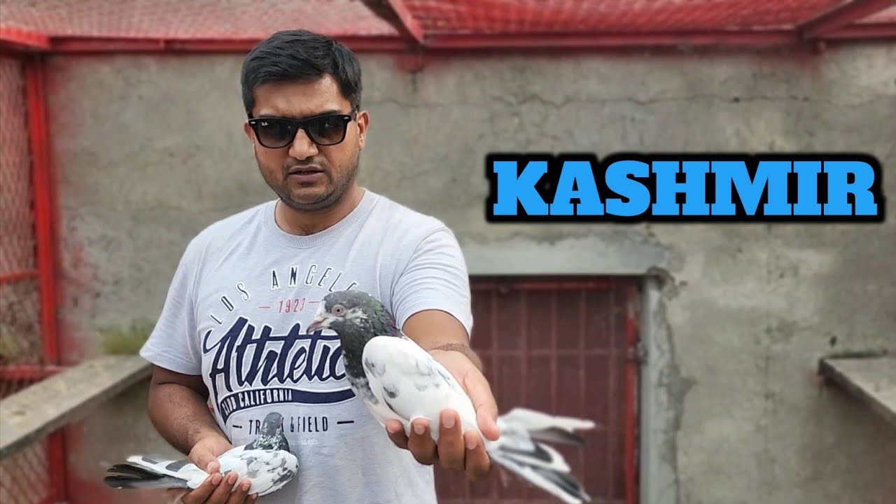 Pigeons Kashmir ✈️