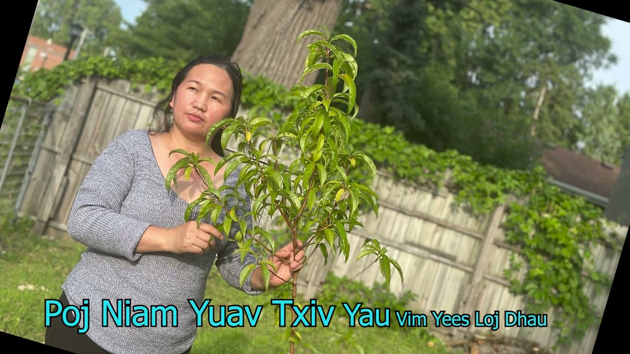 Poj Niam Yuav Txiv Yau Vim Yees Loj Dhau  7/21/2025