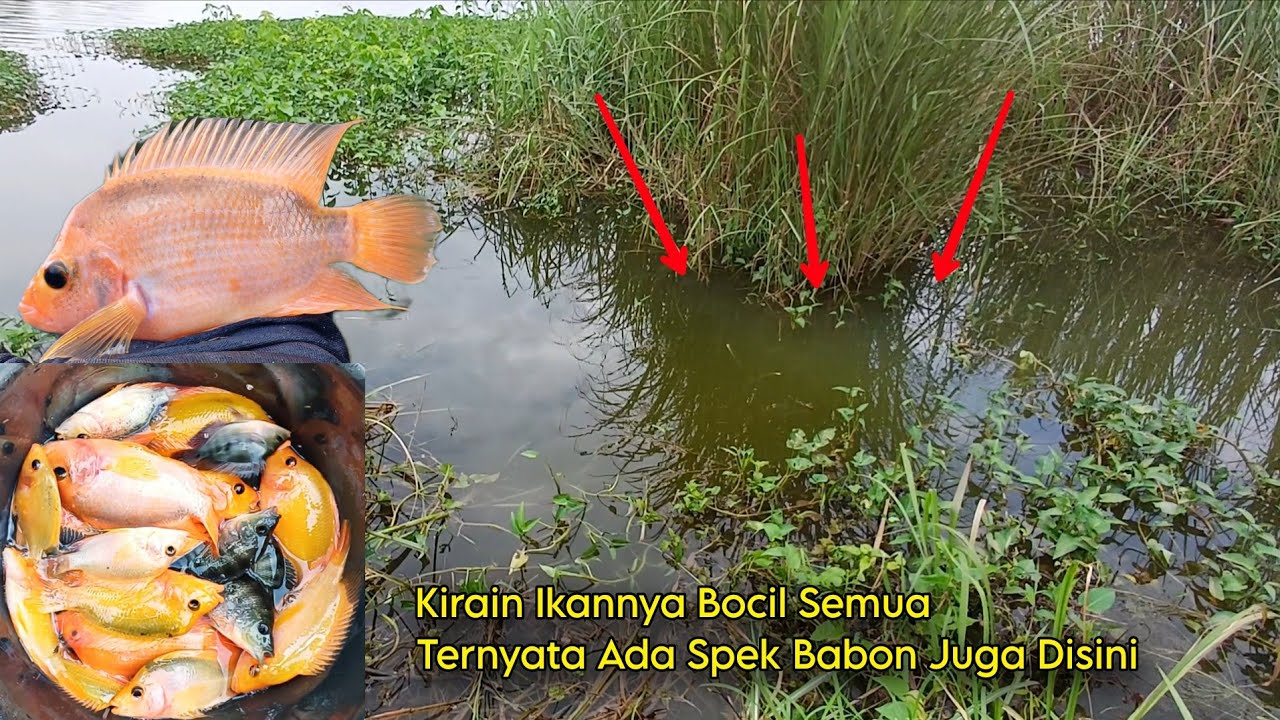 SPOT DANGKAL GAK ADA 1 METER, TAPI GACOR POLL• Mancing ikan Hama RED DEVIL di danau Karawang