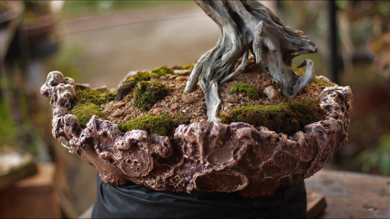 Jack - Literati / Bonsai (Duranta repens) troca de vasos - vídeo 10 + 3