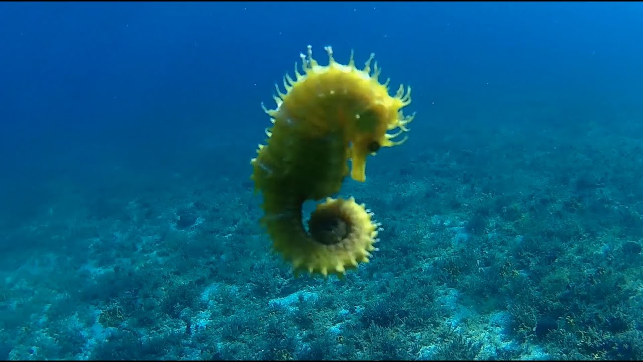 Croatia | Pag | Mandre | Snorkeling