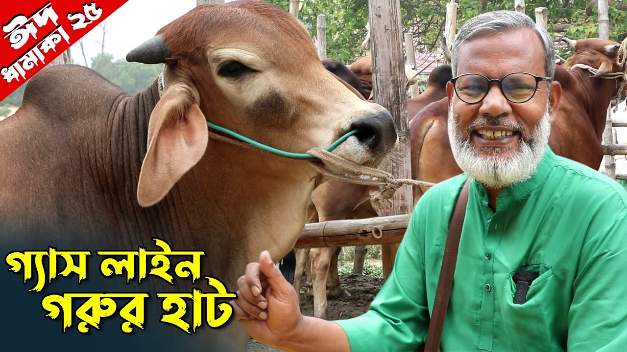 1128- ঈদ পরবর্তী গ্যাসলাইন পশুর হাট সিরাজগঞ্জ-র.ই মানিক চিত্রপুরী R.I.Manik.Chitrapuri Krishichitra
