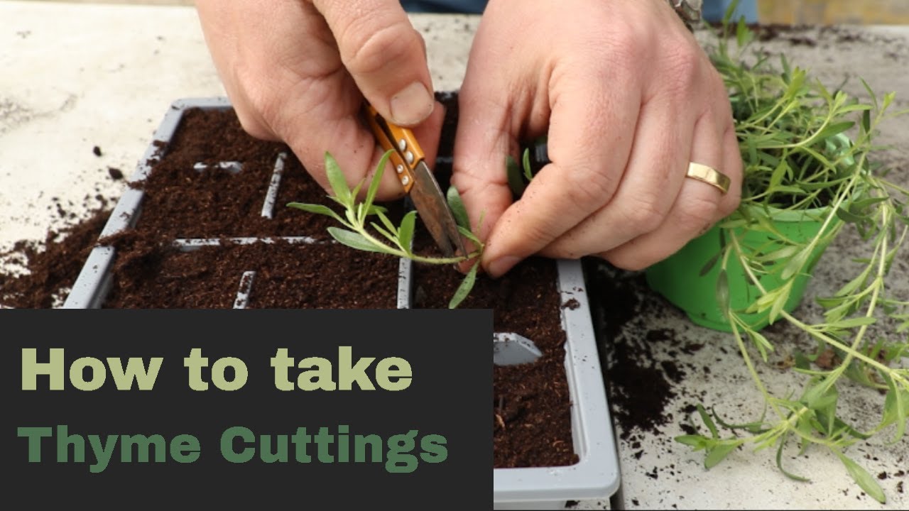 EP165 - How to to take Thyme cuttings and make more plants
