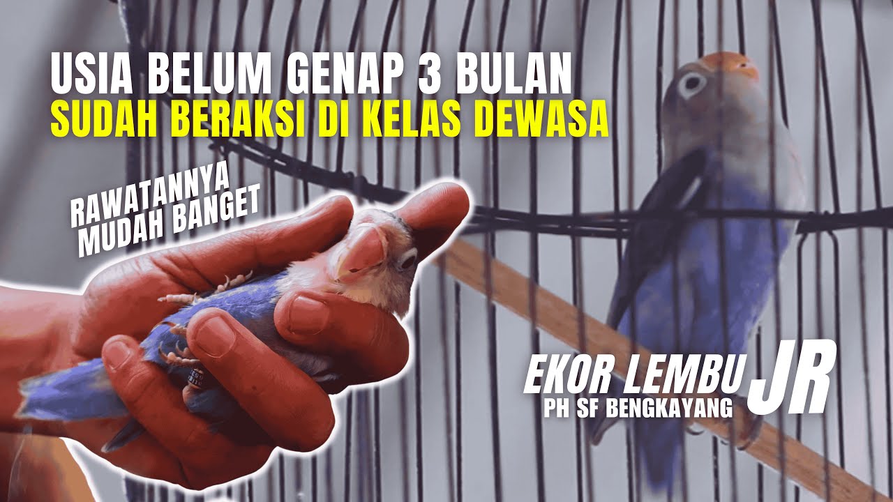 BONGKAR RAWATAN HARIAN LOVEBIRD EKOR LEMBU JR RING PH SF x RHN