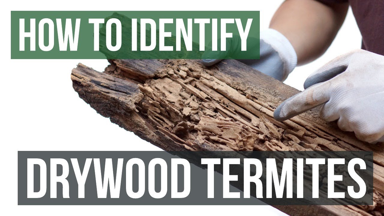 How to Identify Drywood Termites