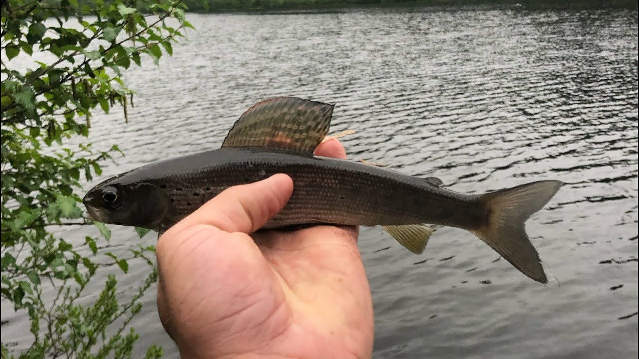 Arctic Grayling fishing/hiking near Seward, Alaska 2022!