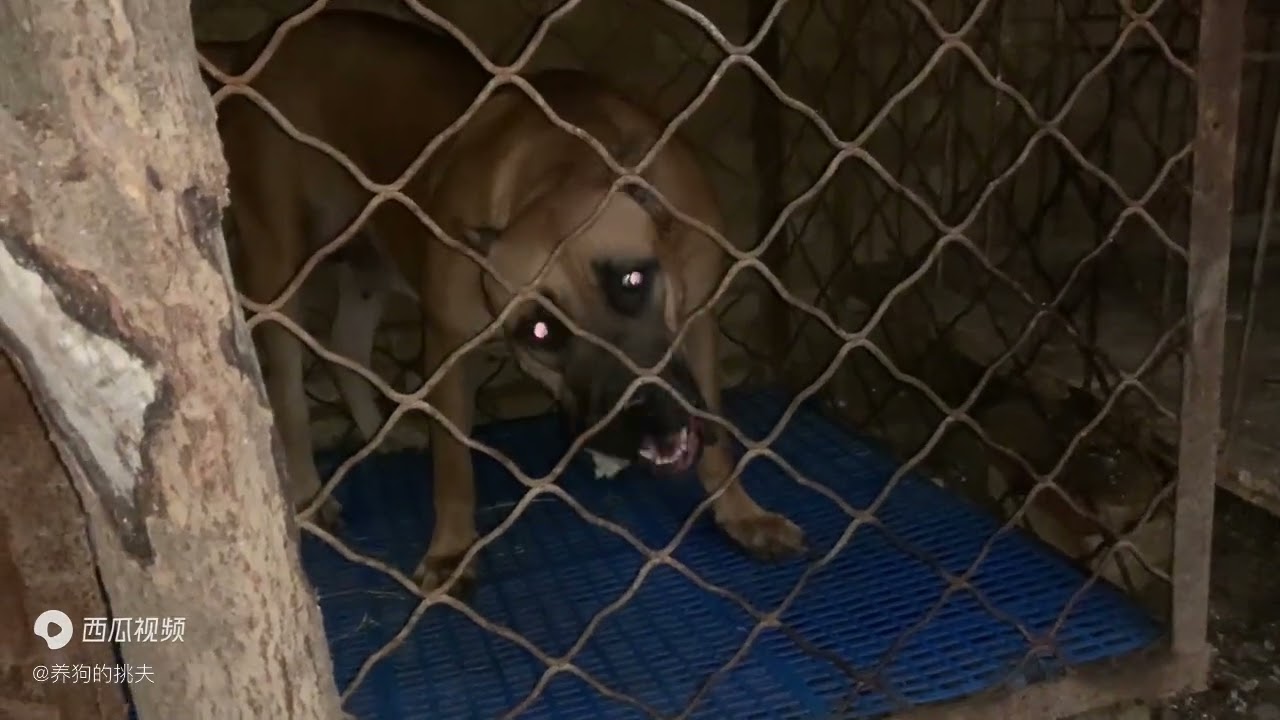 恶犬夫妻吵架太狠，主人开门：出来往死里揍