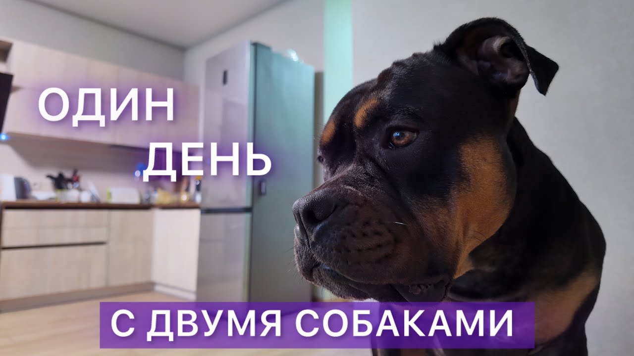 DOGVLOG: ОДИН ДЕНЬ с двумя собаками