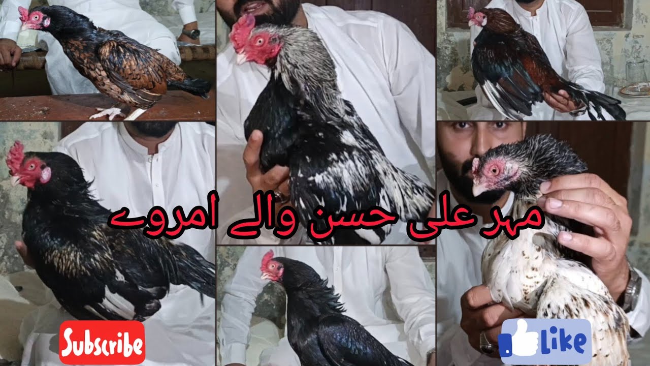 Mahar Ali Hassan sahab wale Pure Amroha Mrethi Aseel – Royal, Powerful, and 100% Khalis Bloodline!🐔❤