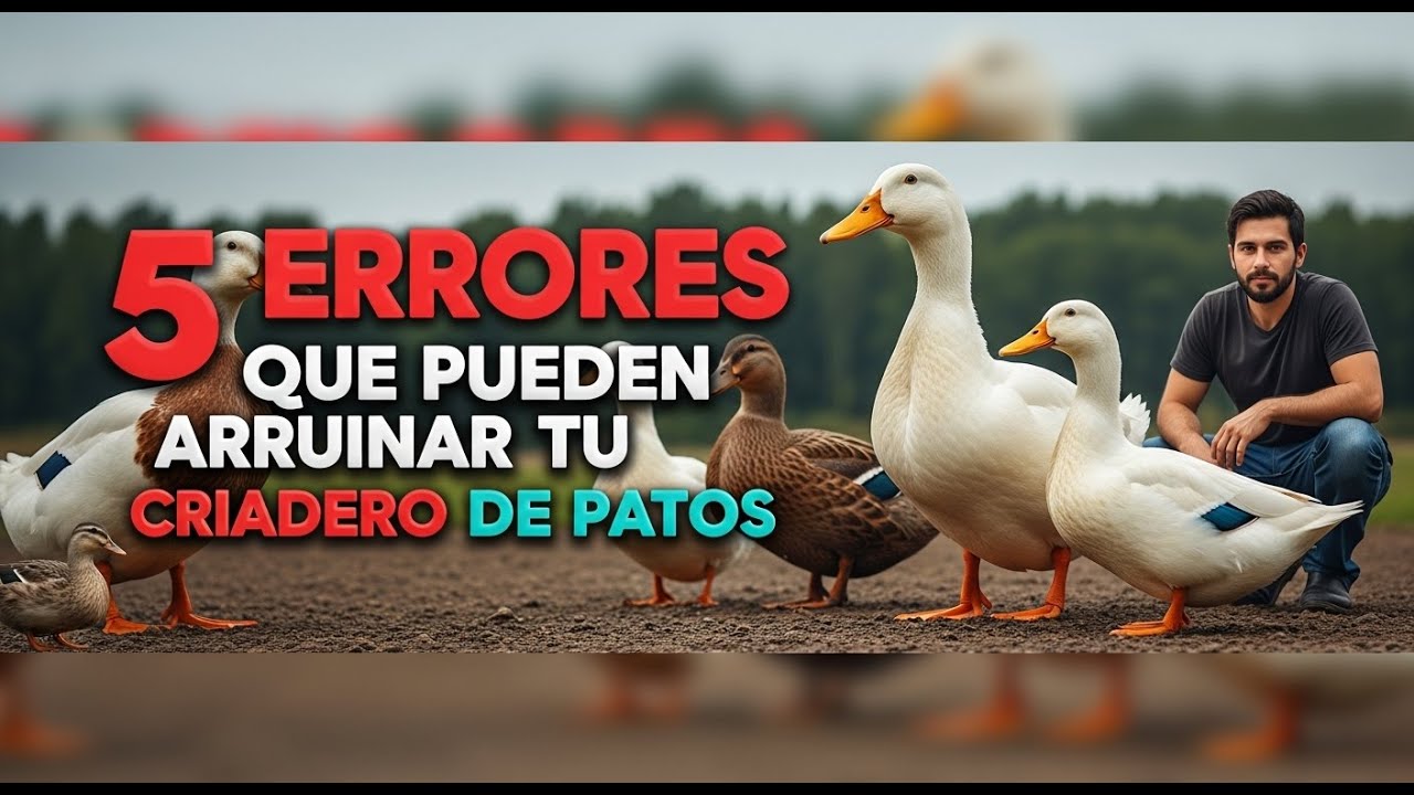 5 errores que pueden arruinar tu criadero de patos