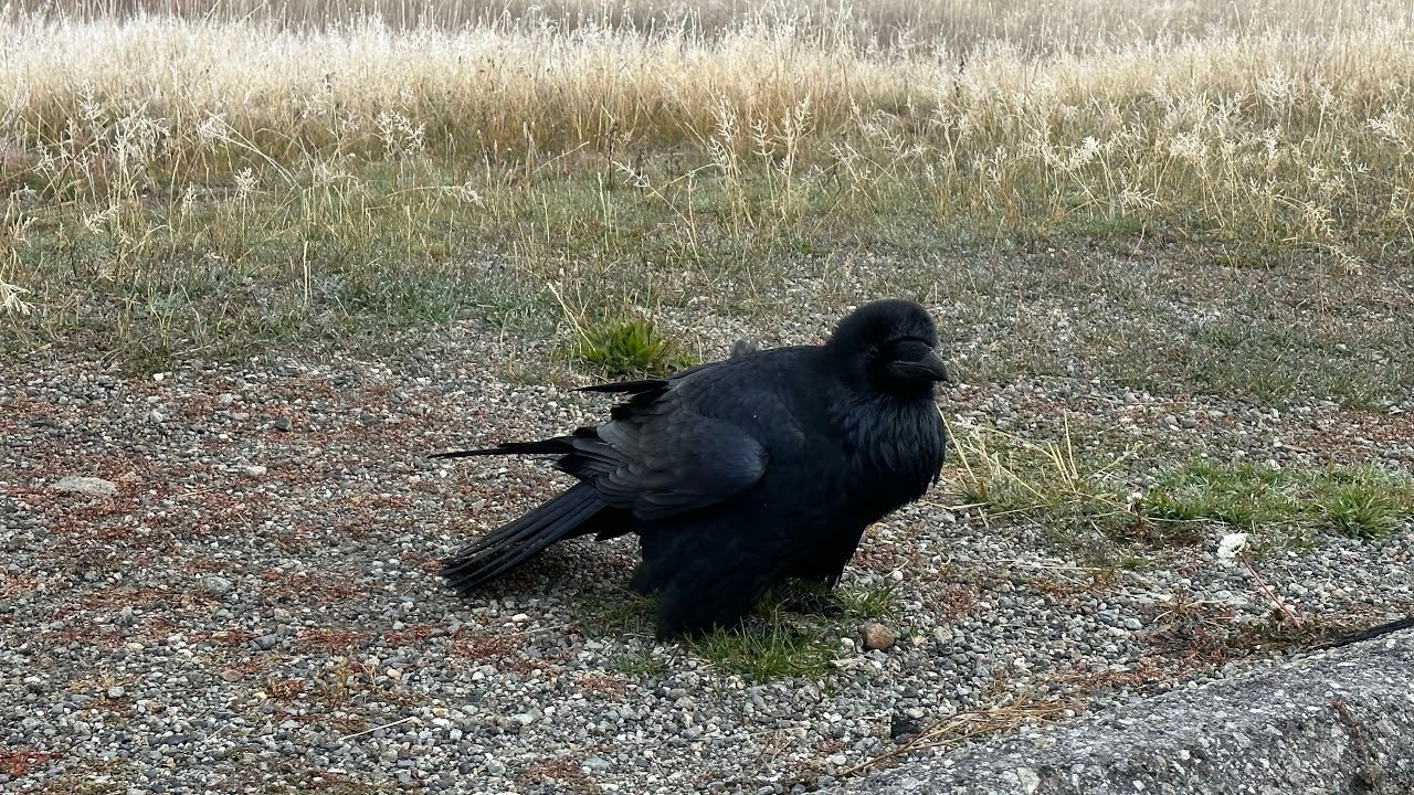Raven approaches me and makes clicky sound
