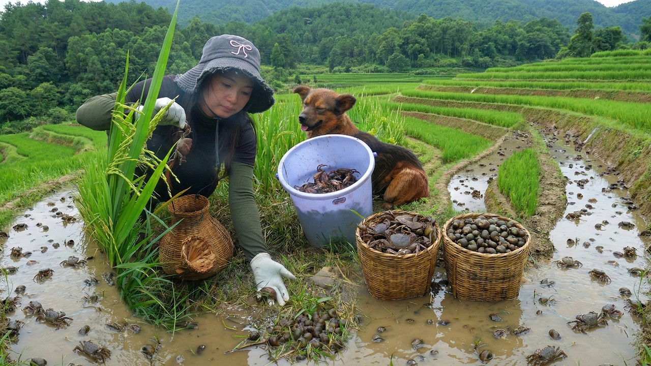 Harvest Snails, Crabs To Sell At The Market – Cook Crab And Snail Vermicelli Soup