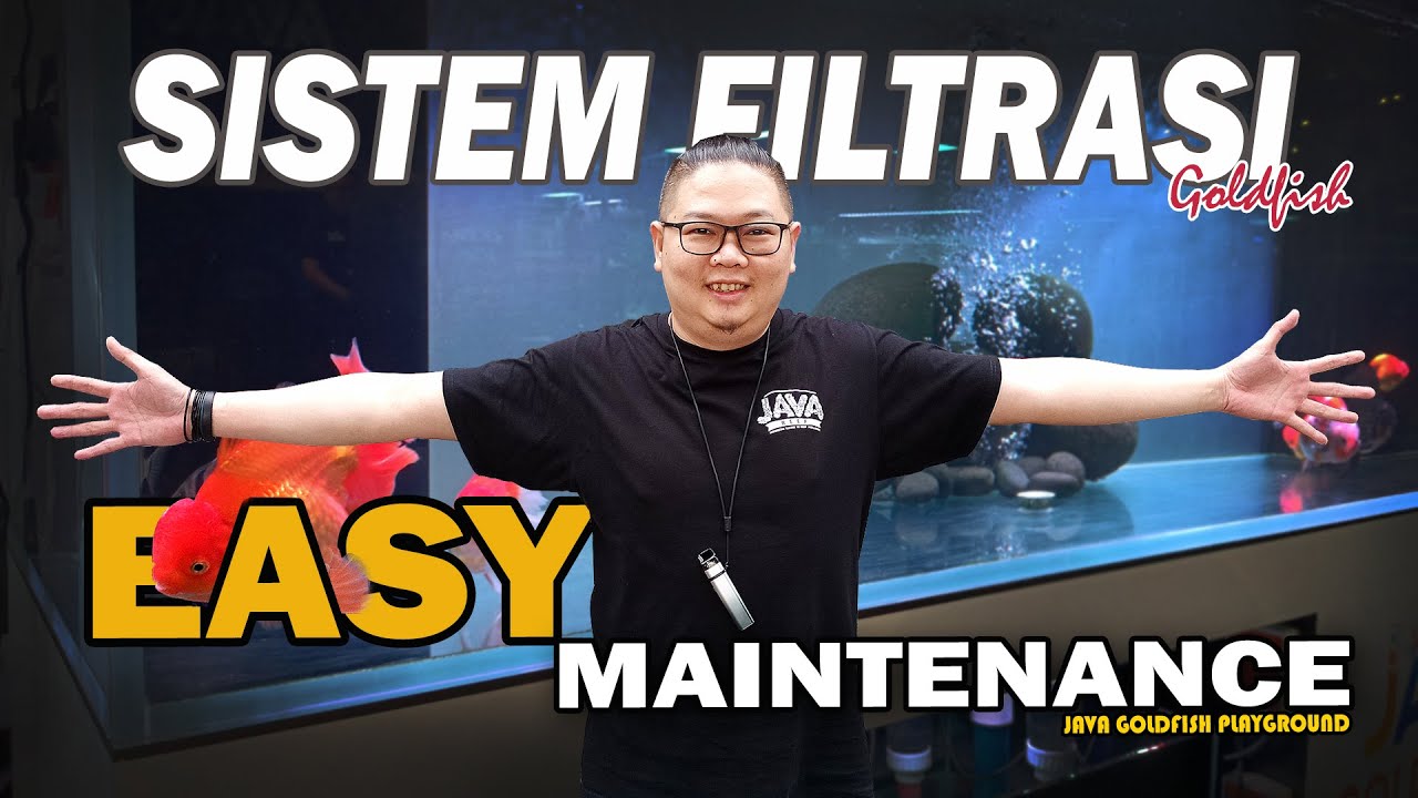 SISTEM FILTRASI EASY MAINTENANCE UNTUK MASKOKI, AIR JADI JERNIH TERUS | JAVA GOLDFISH PLAYGROUND