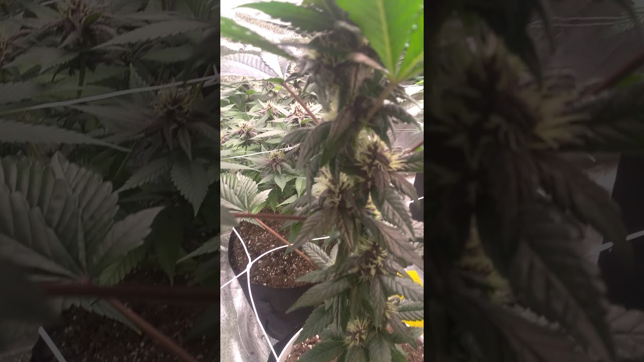 Purple Kush Clone