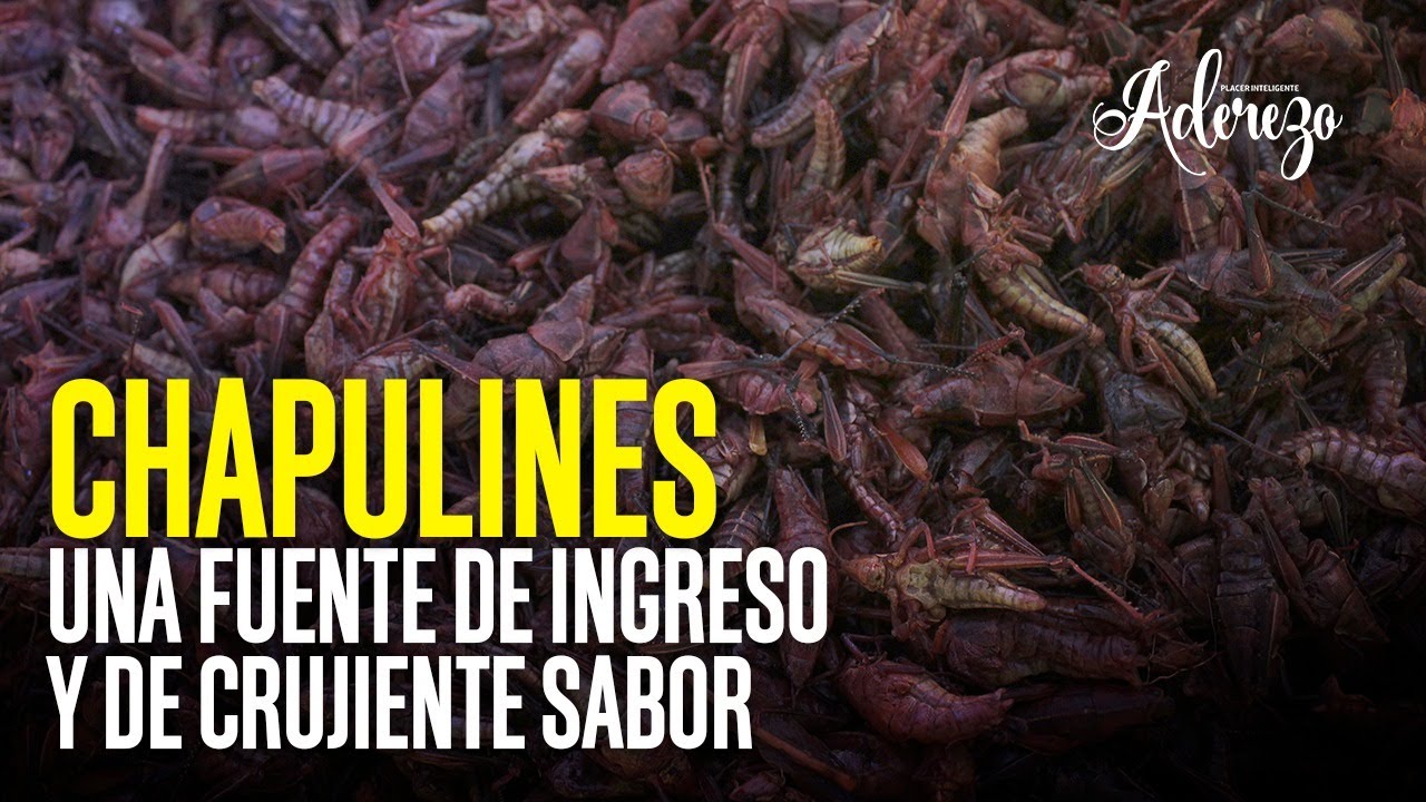 Chapulines, una fuente de ingreso y de crujiente sabor