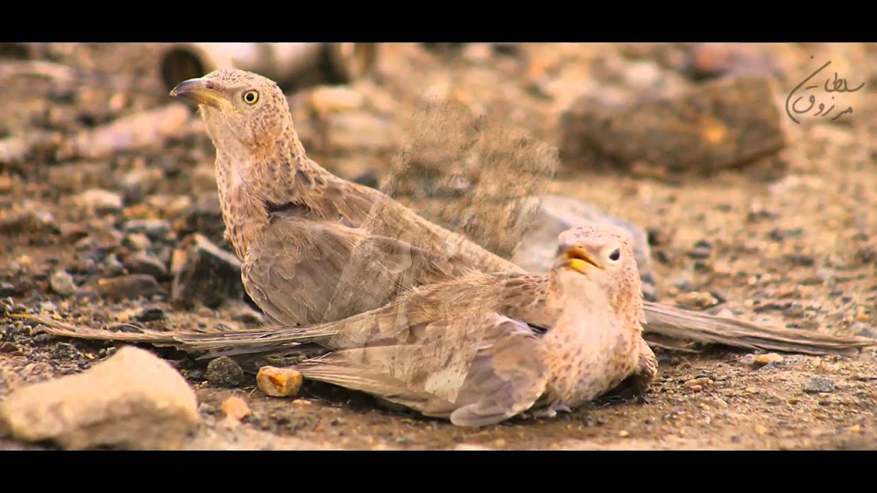 تصويري لطائر الثرثارة العربية