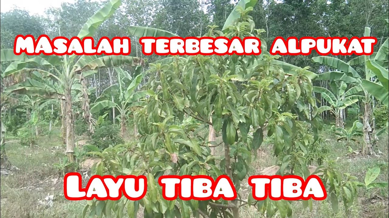 Phytophthora : Alpukat Tiba-tiba Layu dan Mati