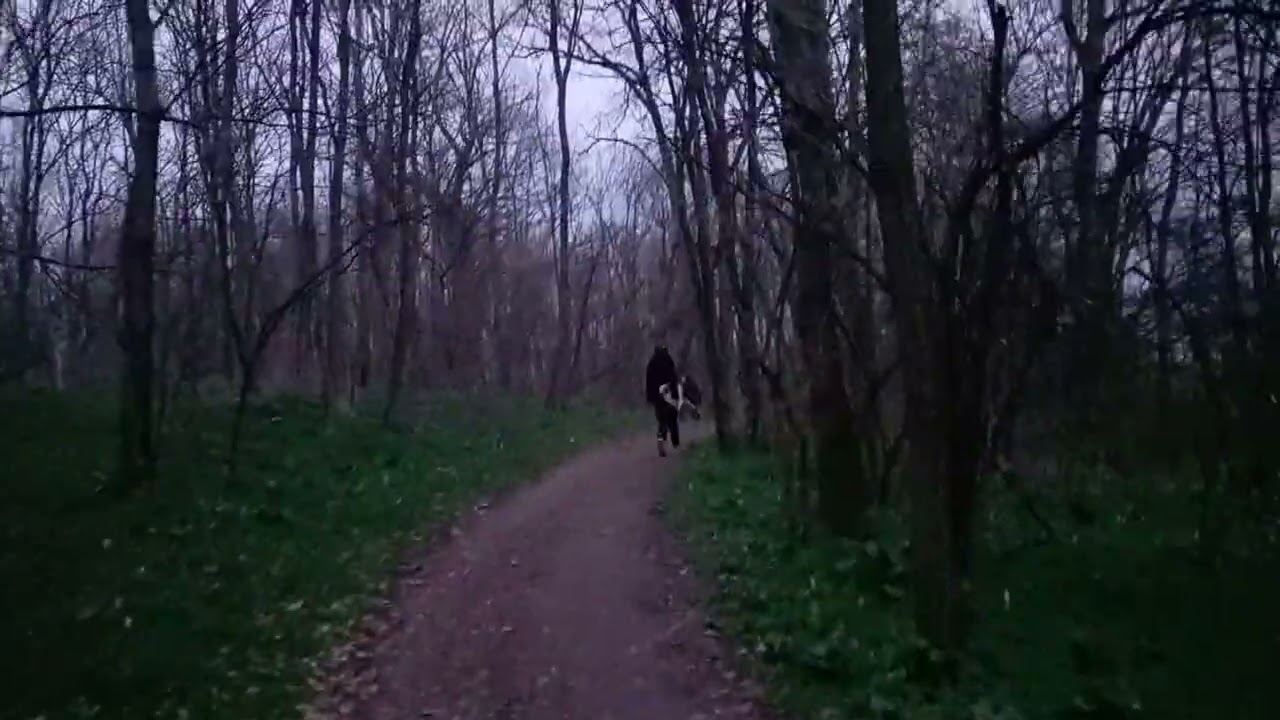 Viorele,brebenei,,toporasi,flori de primavara  la Pădure