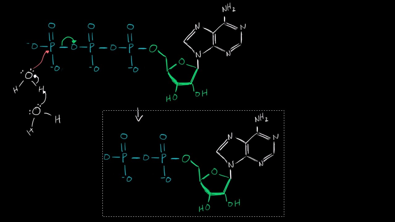 ATP hydrolysis mechanism | Biomolecules | MCAT | Khan Academy