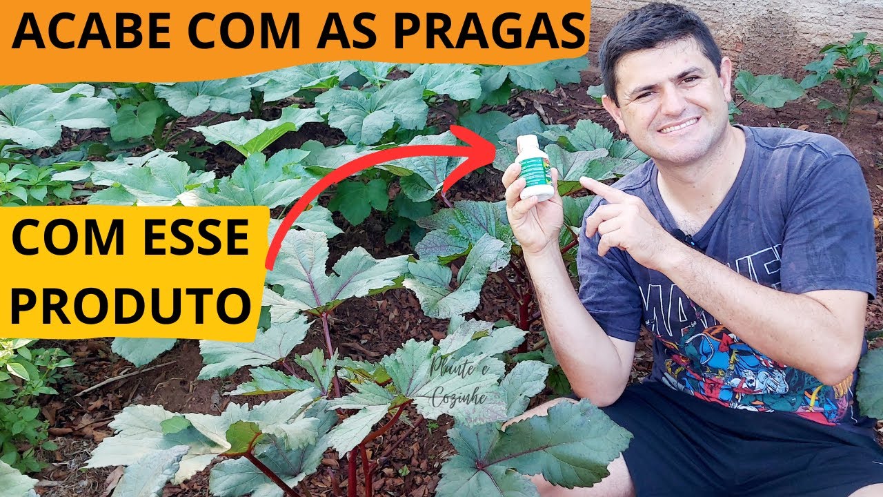 ÓLEO de NEEM PARA QUE SERVE? Como APLICAR? ACABA com as ABELHAS? Aprenda tudo em um vídeo!