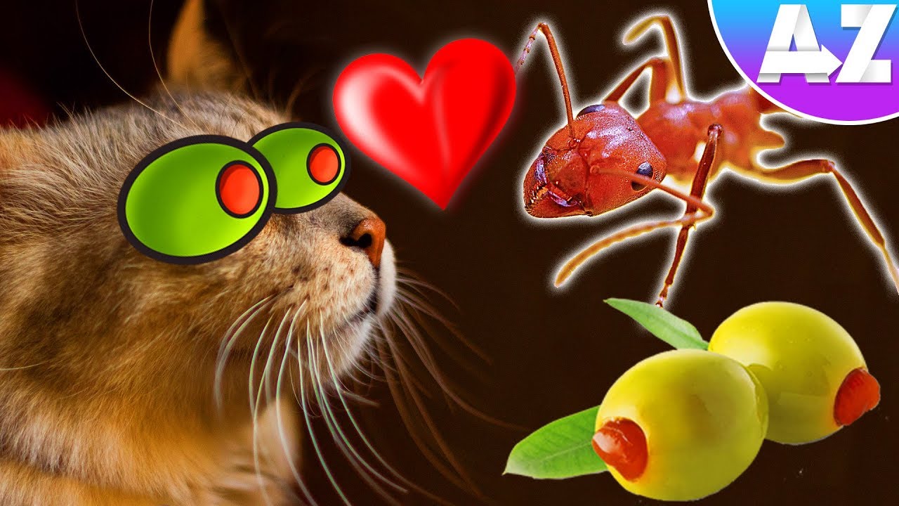 Why Cats LOVE Ants! ...and also Olives