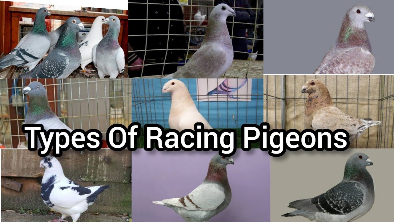 top 10 racing pigeon breeds | Fancy pigeons | pigeons