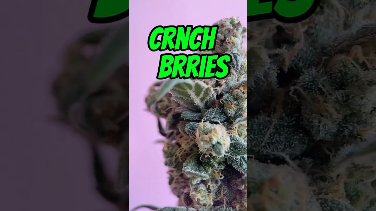 Crunch Berries by Modern Flower | Indica Strain Review