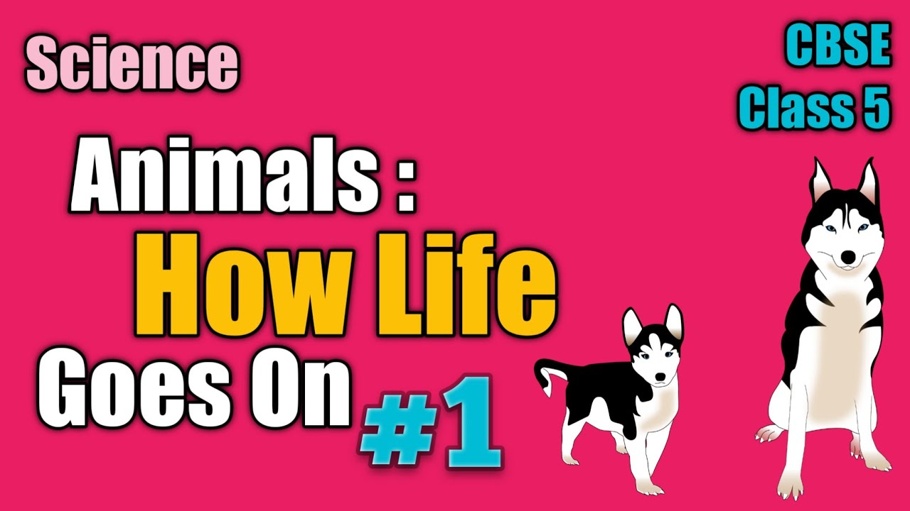 CBSE | Class 4 | Animals: How Life Goes  On | Part 1