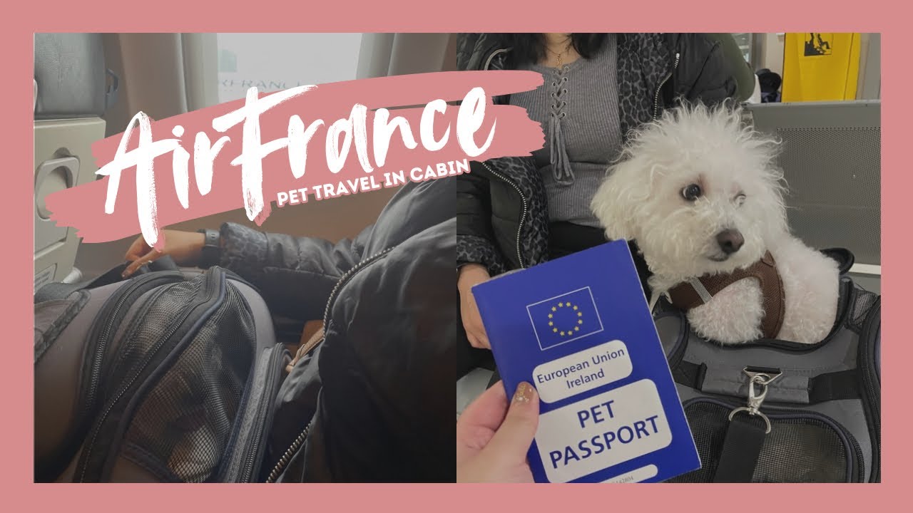 How We Travelled to Paris with a Dog in Cabin via AirFrance